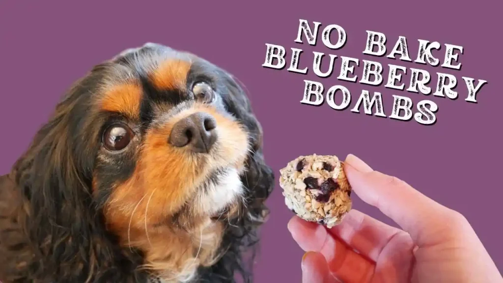 can dogs eat blueberries