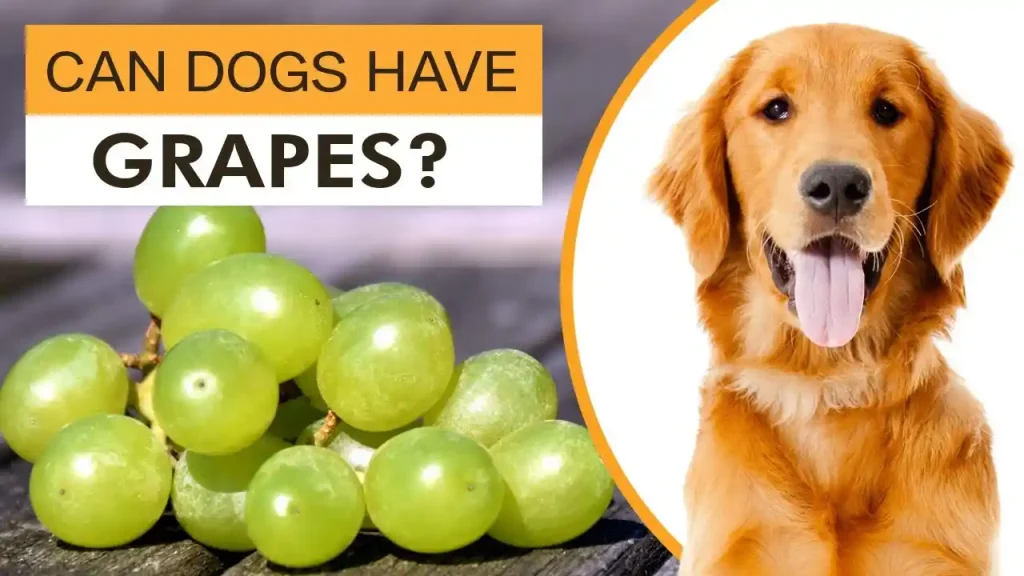 can dogs eat dates