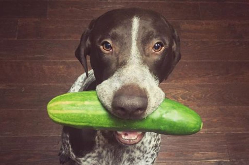 can dogs have cucumbers