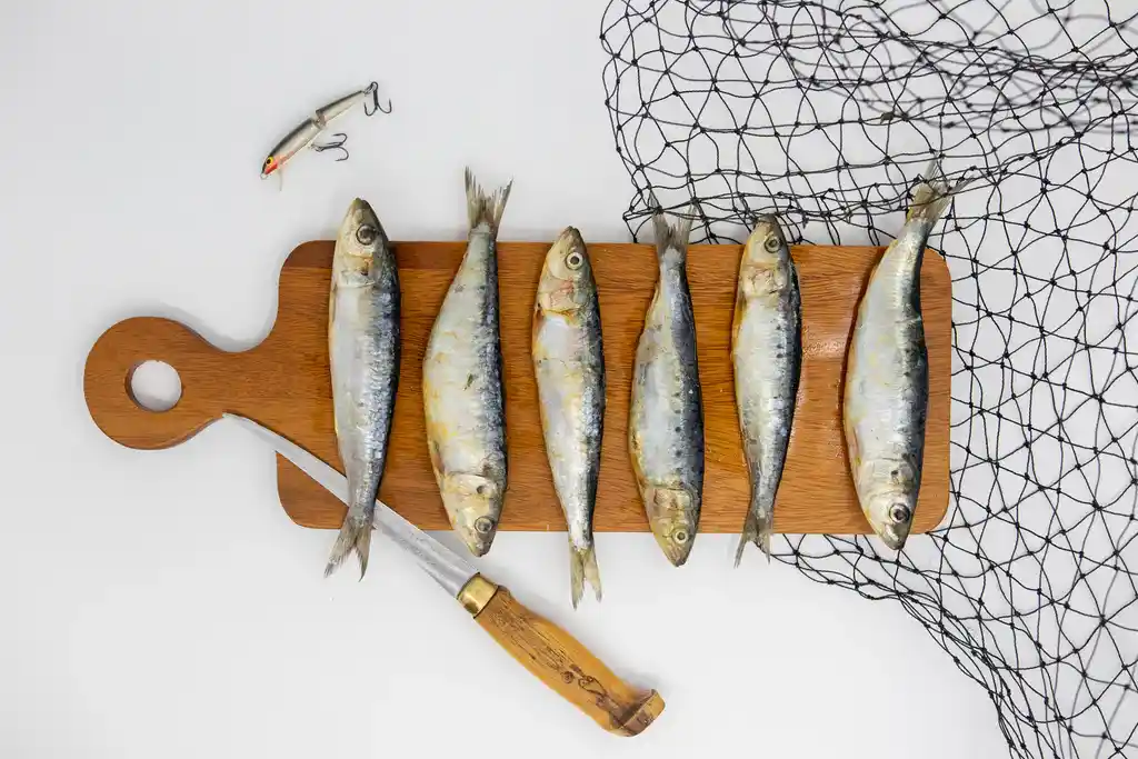 can dogs eat sardines