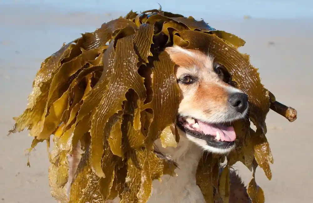 can dogs eat seaweed