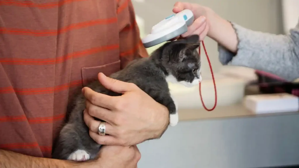 how much does it cost to microchip a cat