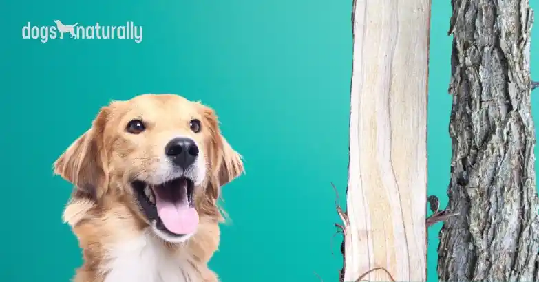what does it mean when an older dog starts drinking a lot of water