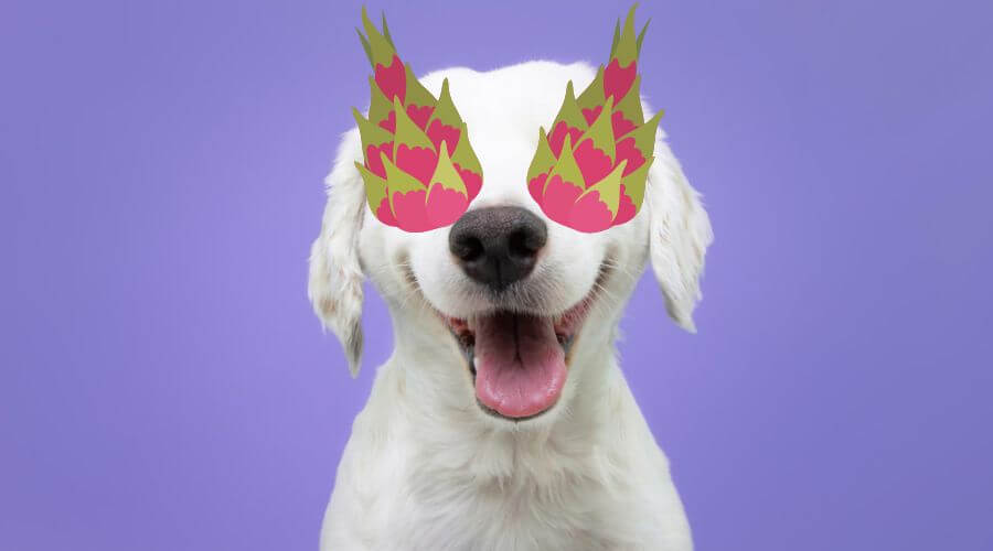 can dogs have dragon fruit