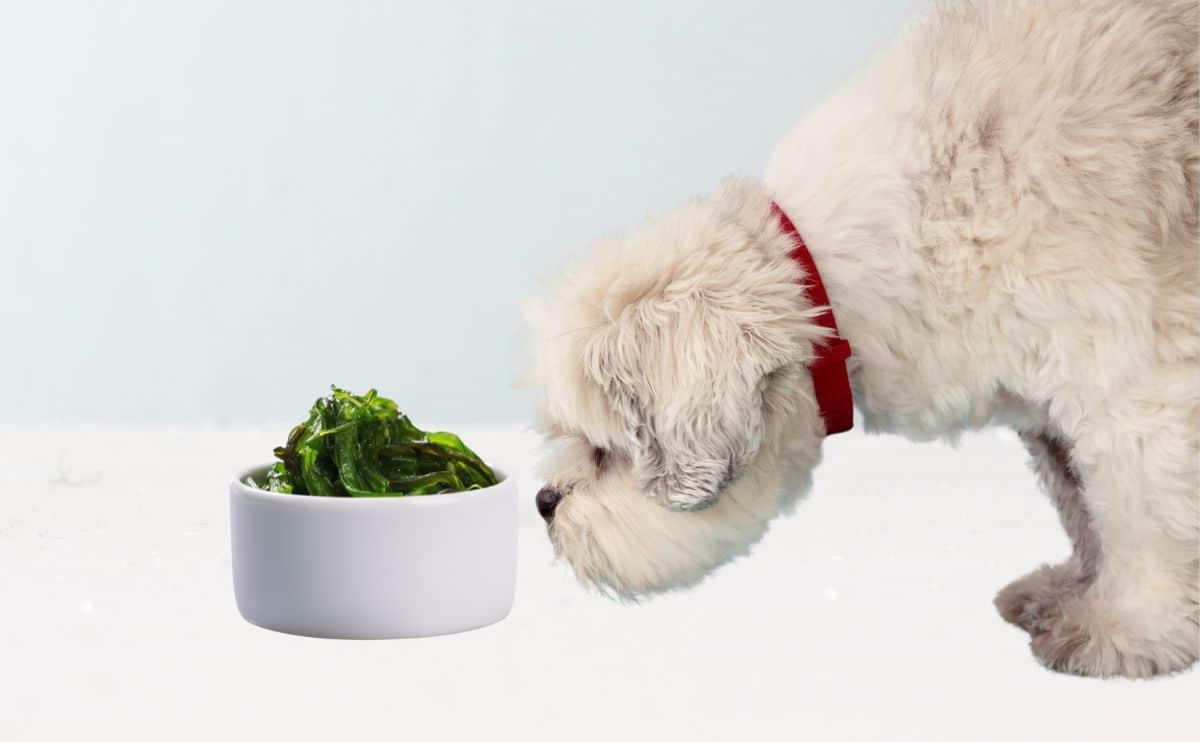can dogs eat seaweed