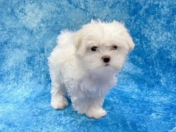 maltese puppies for sale oahu