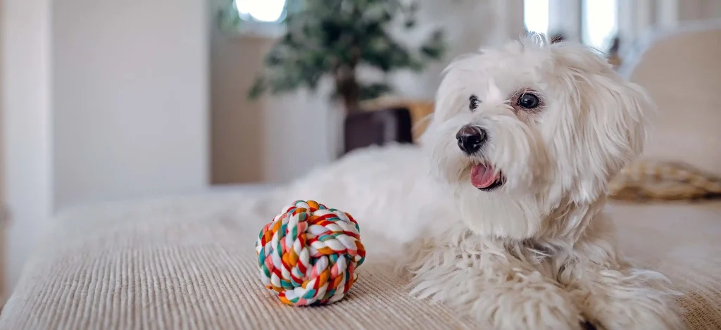 maltese for sale