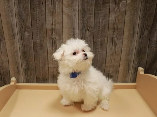 teacup maltese for sale