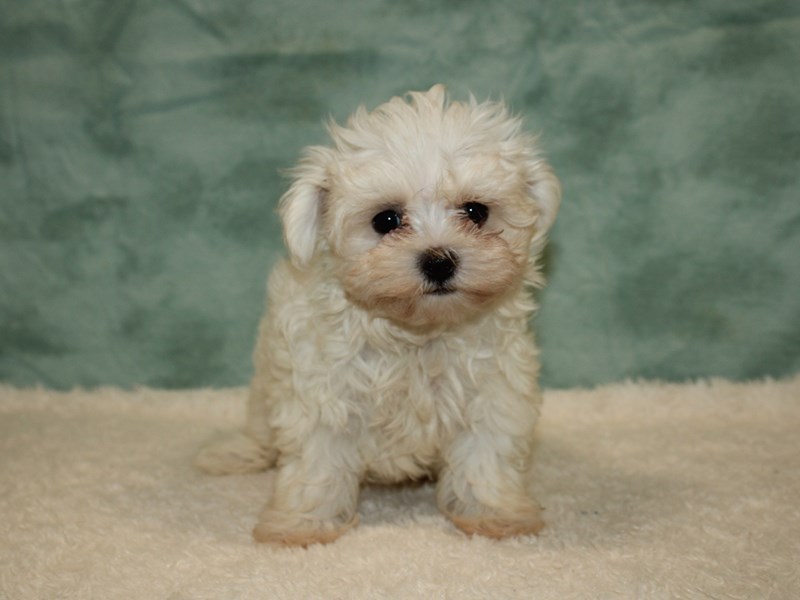 maltese for sale