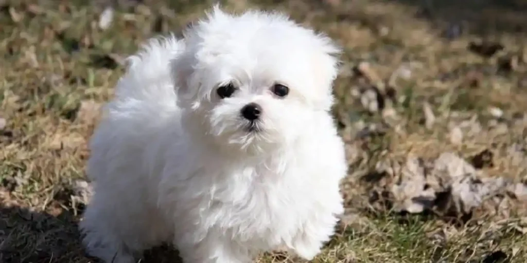 maltese puppies for sale kansas city