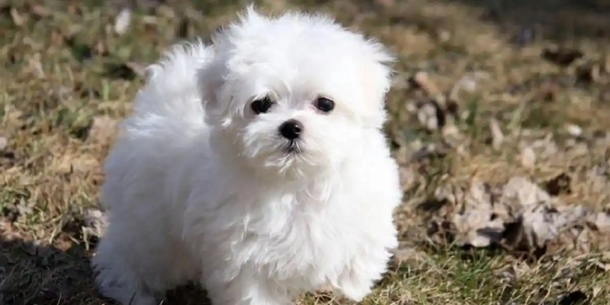 maltese puppies for sale kansas city