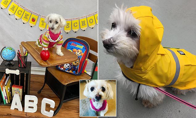 maltese rescue
