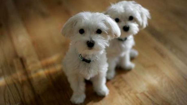 maltese puppies for sale in kentucky