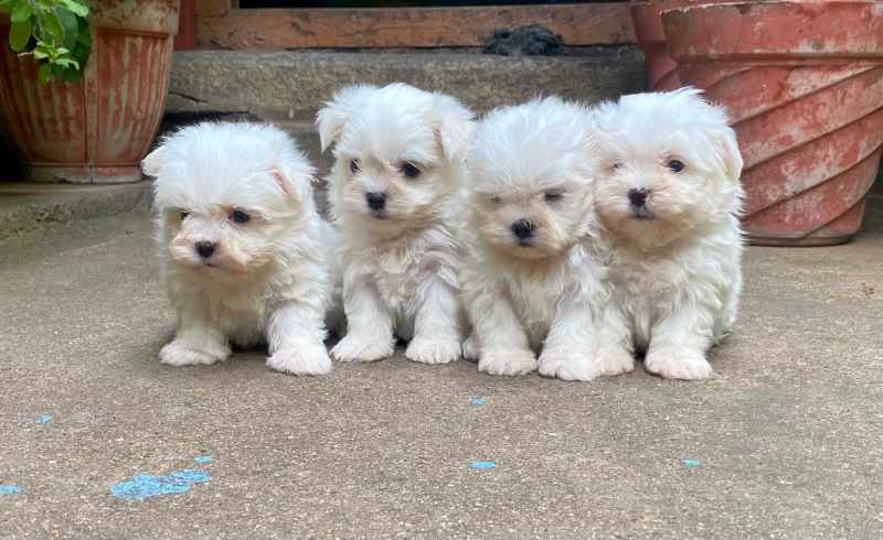maltese puppies for sale under $500