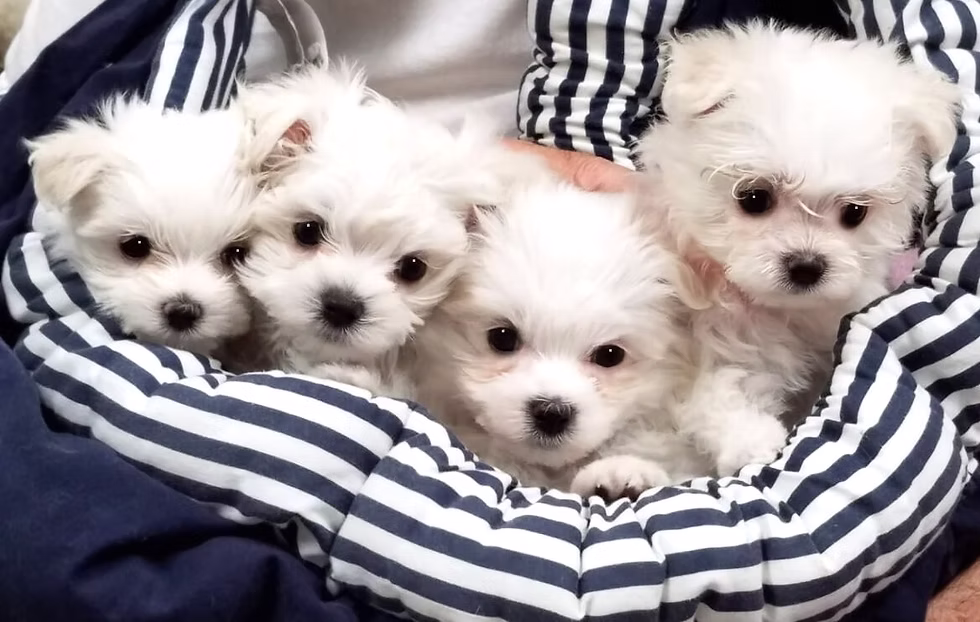 maltese puppies for sale under $500