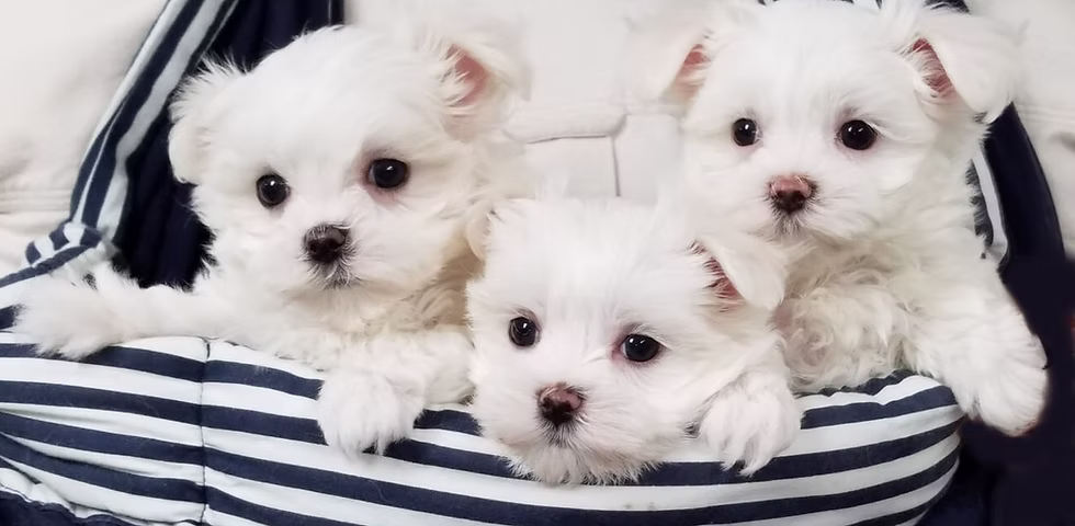 maltese puppies for sale in florida