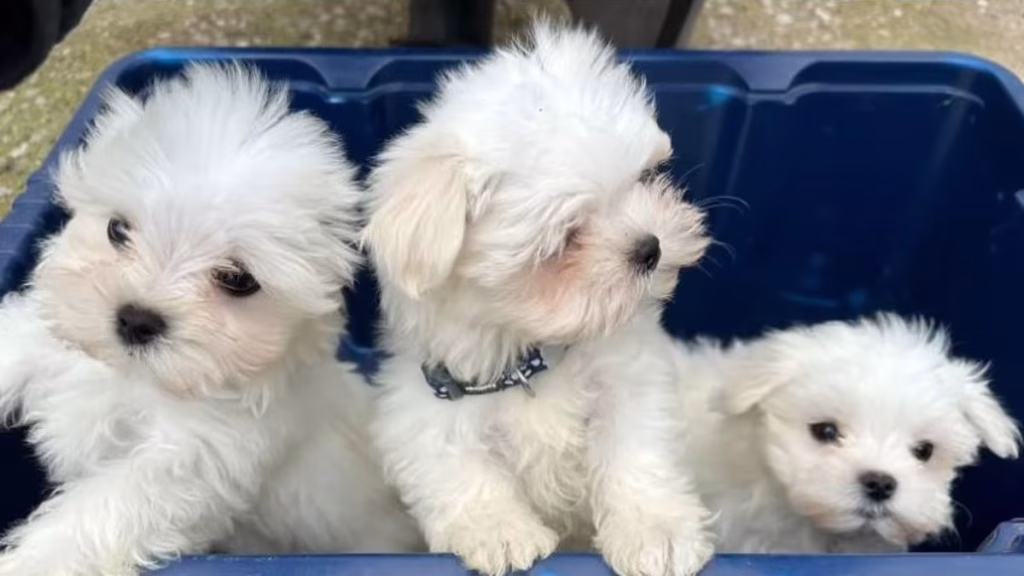 maltese puppies for sale in iowa