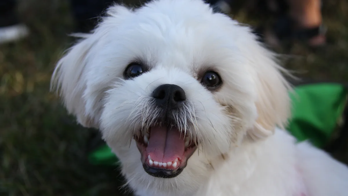 brown maltese dog