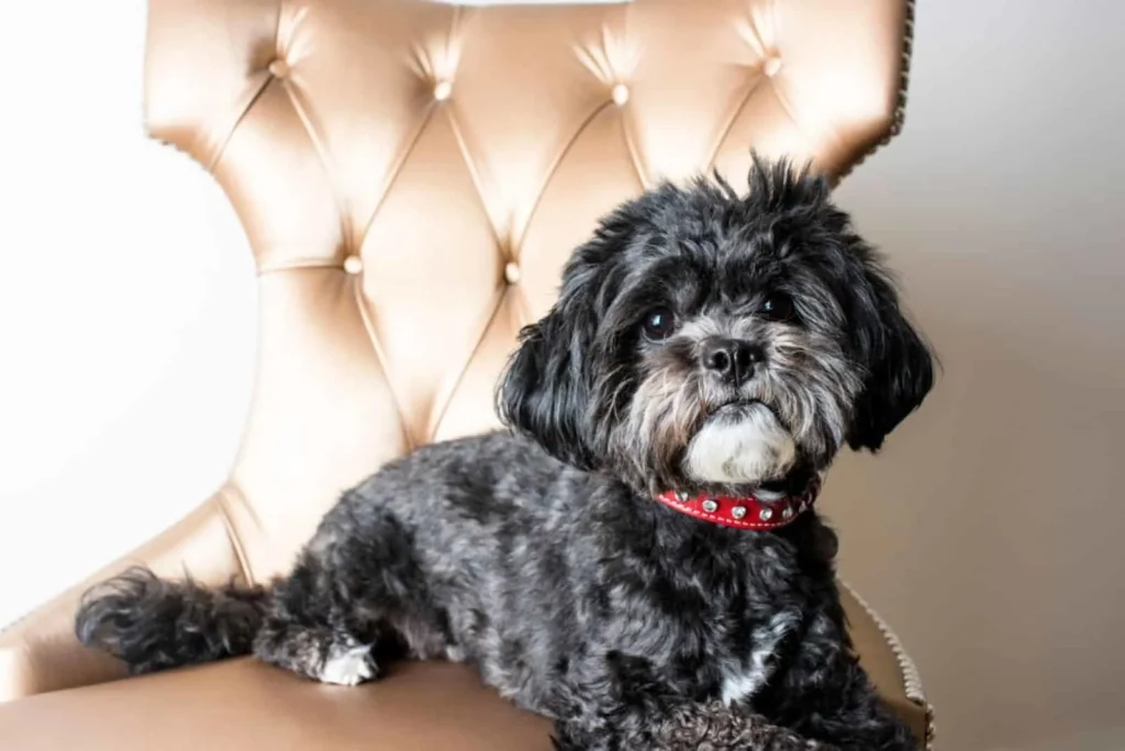 black maltese puppy