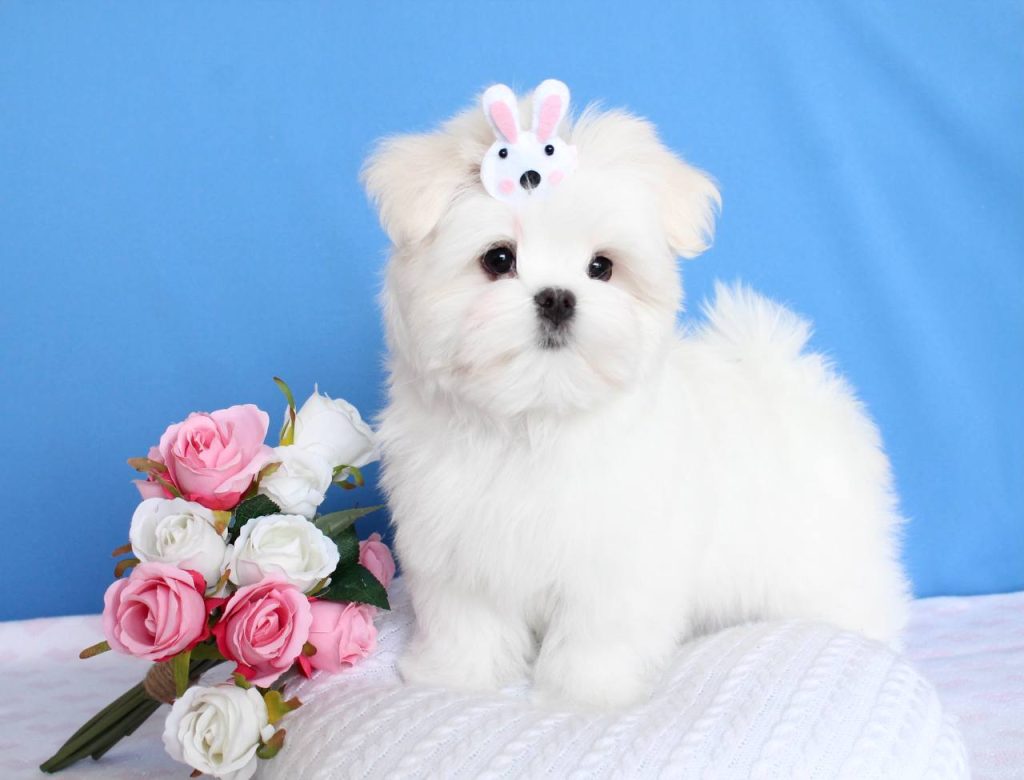 maltese for sale
