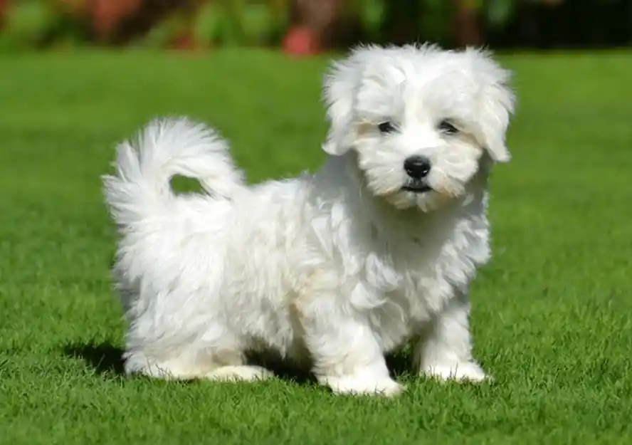 maltese puppies for sale in florida