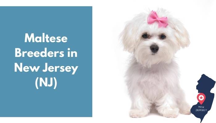 maltese adoption