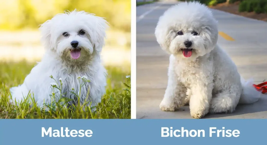maltese rescue