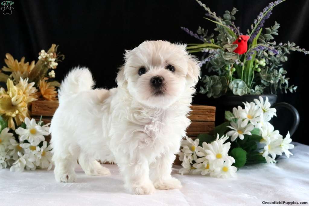 maltese for sale near me