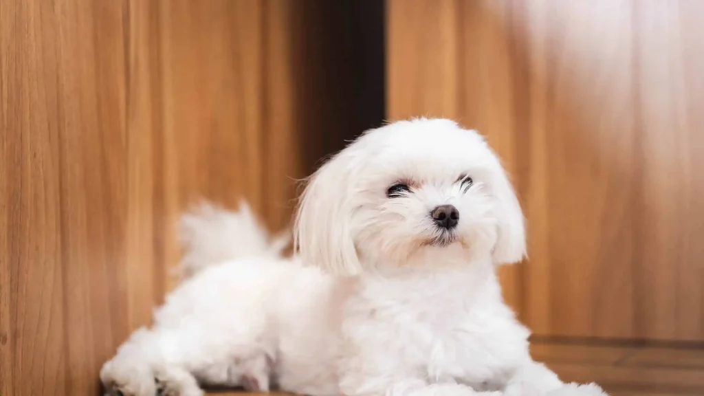 for sale maltese