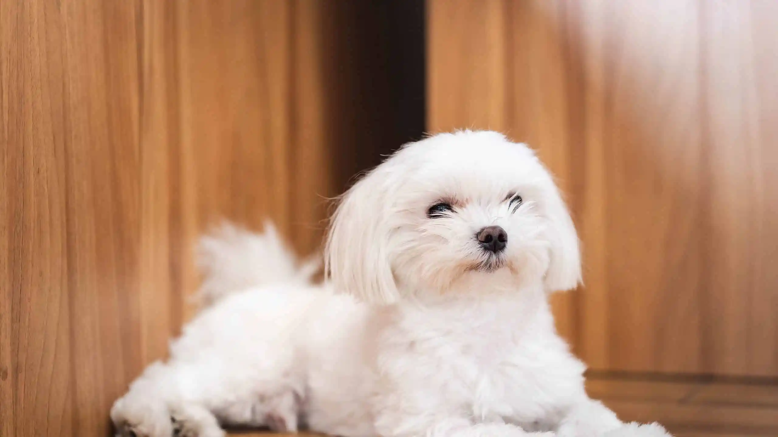 for sale maltese