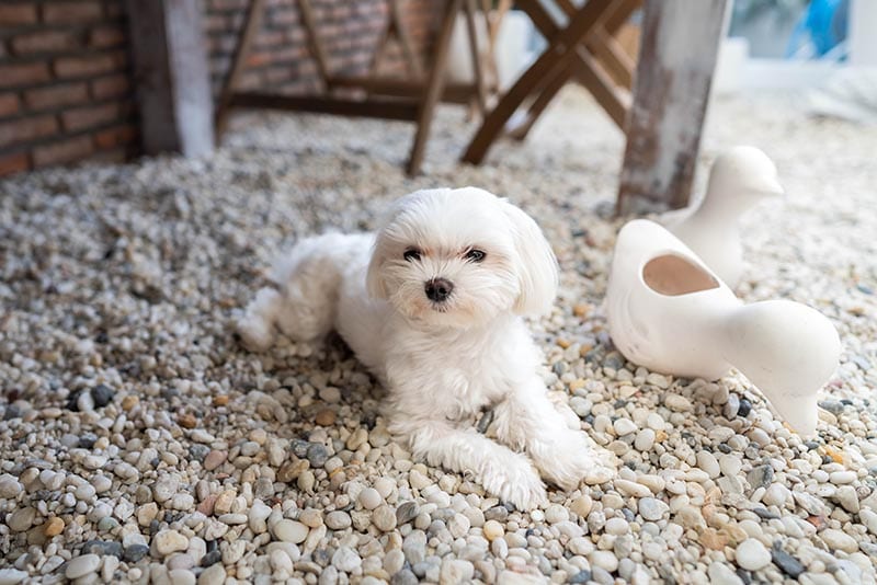 teacup maltese for sale