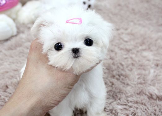 teacup maltese for sale