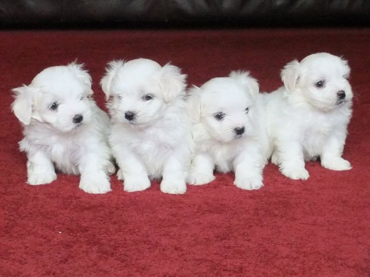 maltese puppies for sale in kentucky
