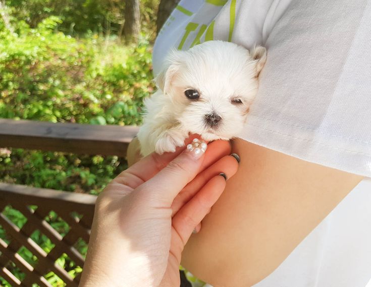 maltese puppies for sale in kentucky