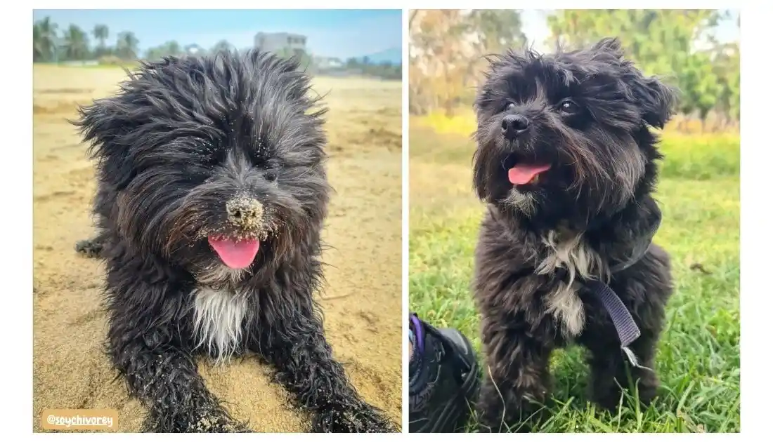 black maltese puppy