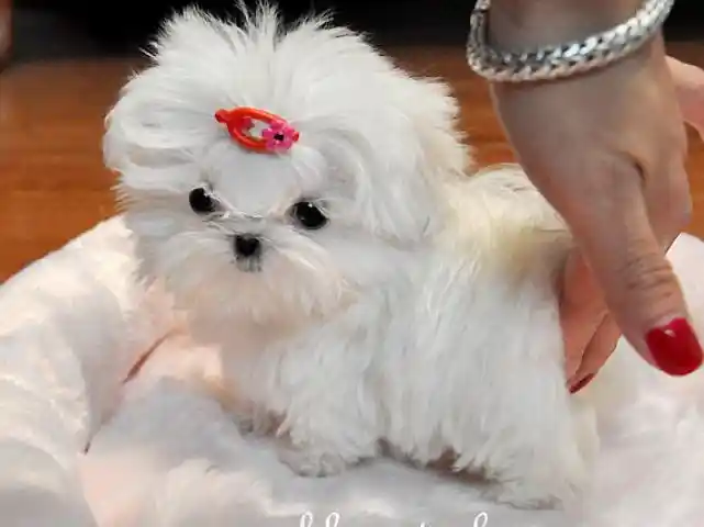 maltese puppies for sale tulsa