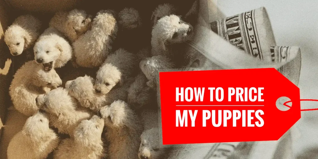 maltese puppies for sale boston