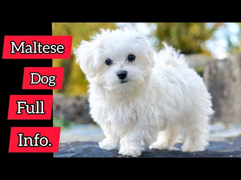 brown maltese dog