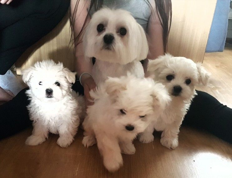 maltese puppies for sale in florida