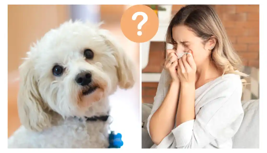 maltese dog