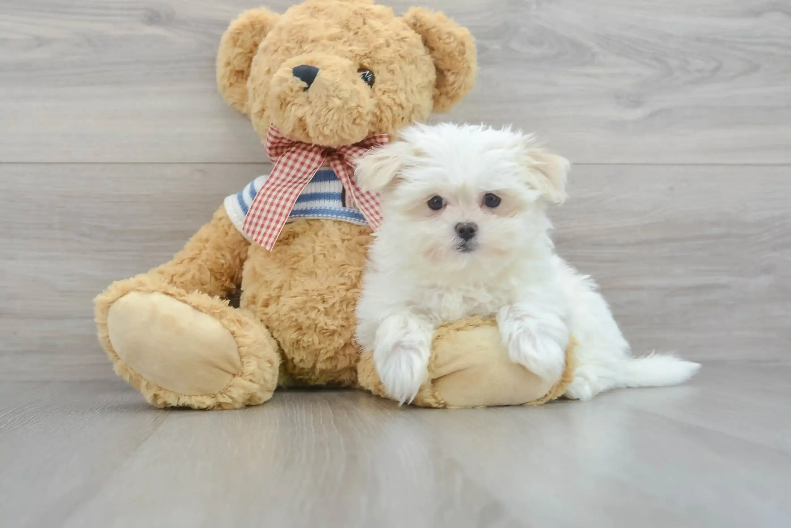 maltese puppies for sale in arizona