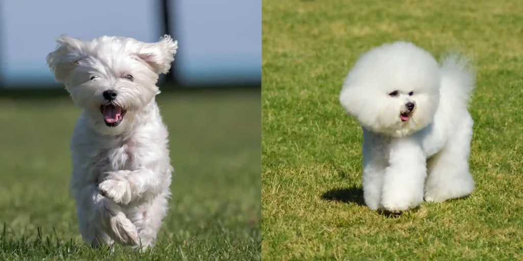 maltese bichon mix puppies for sale