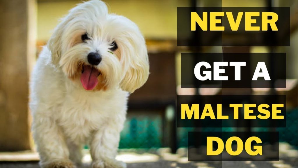 for sale maltese
