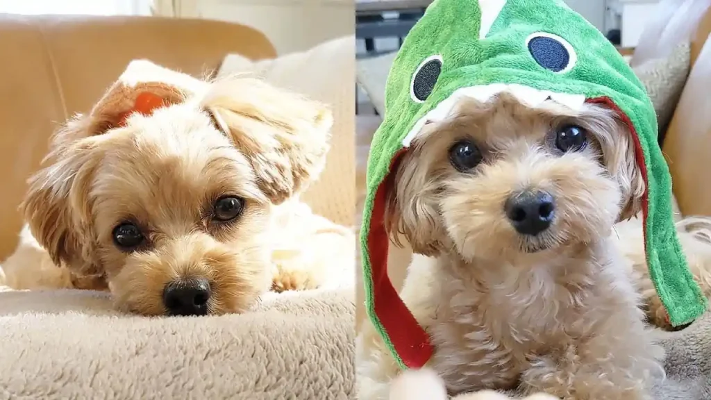maltipoo puppies
