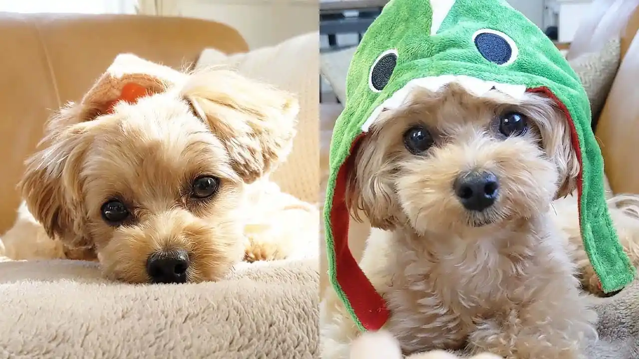 maltipoo puppies