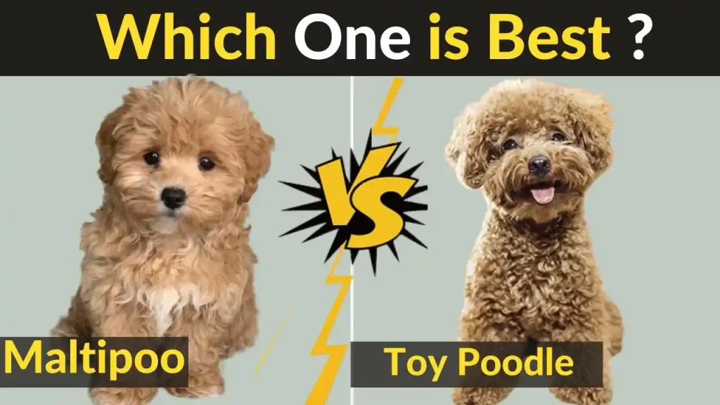 maltipoo puppies