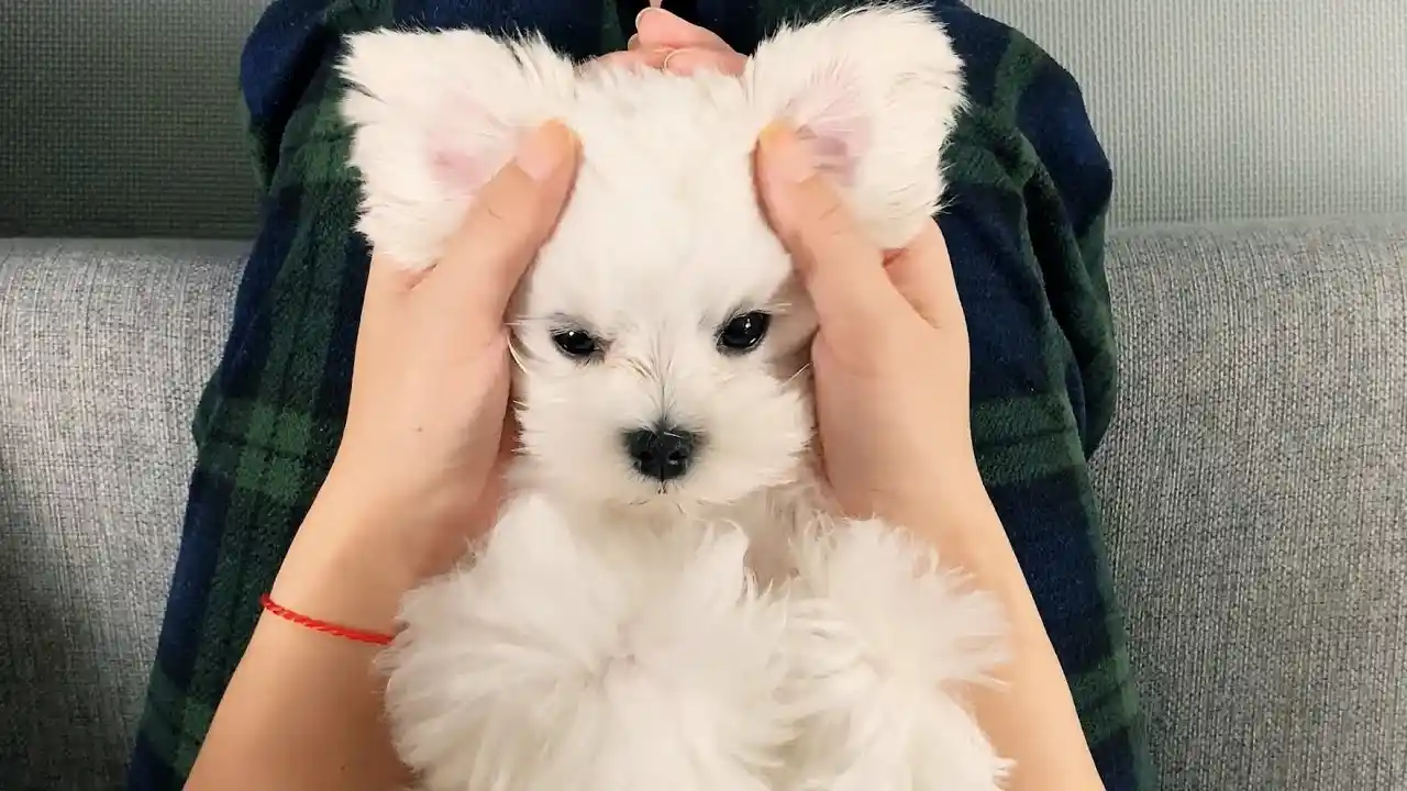for sale maltese