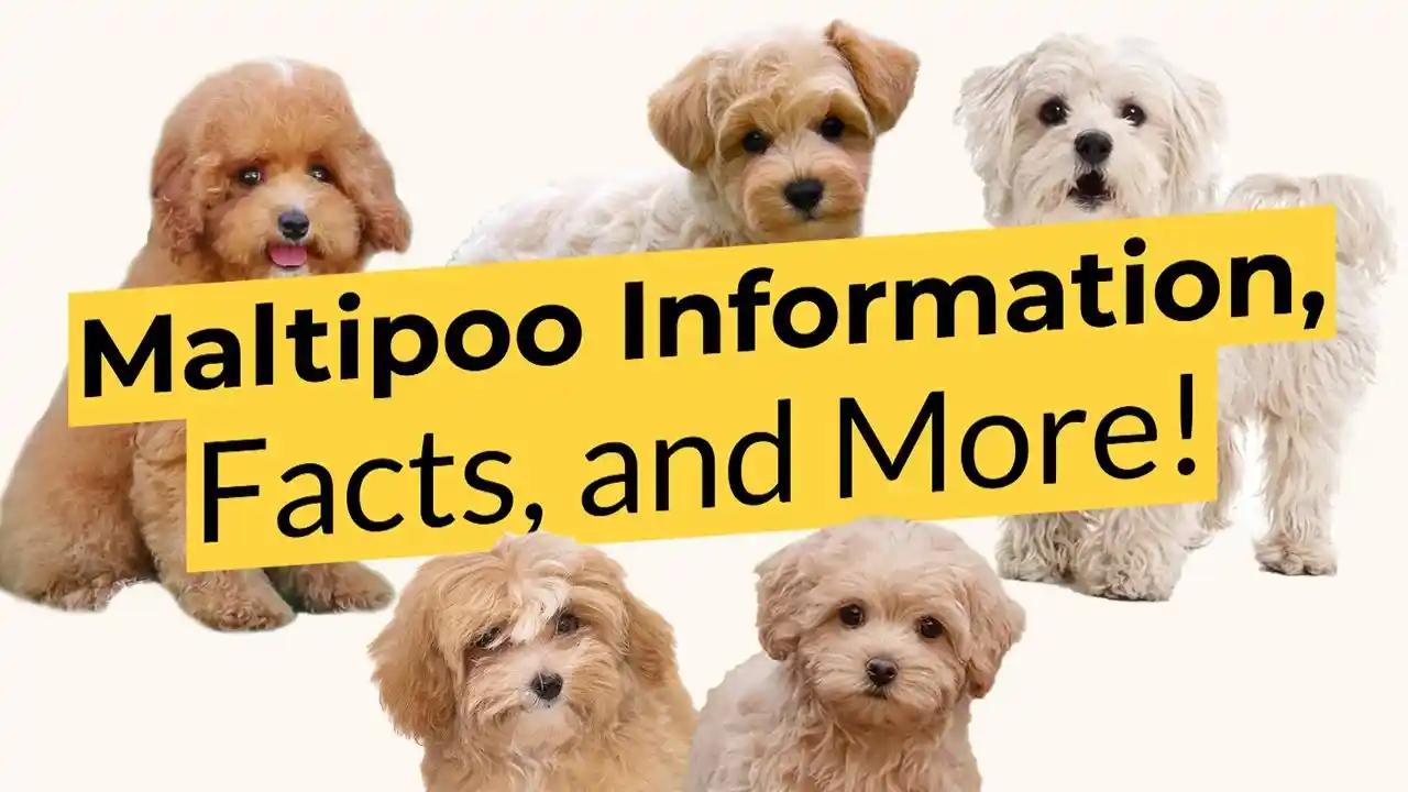 maltipoo puppies