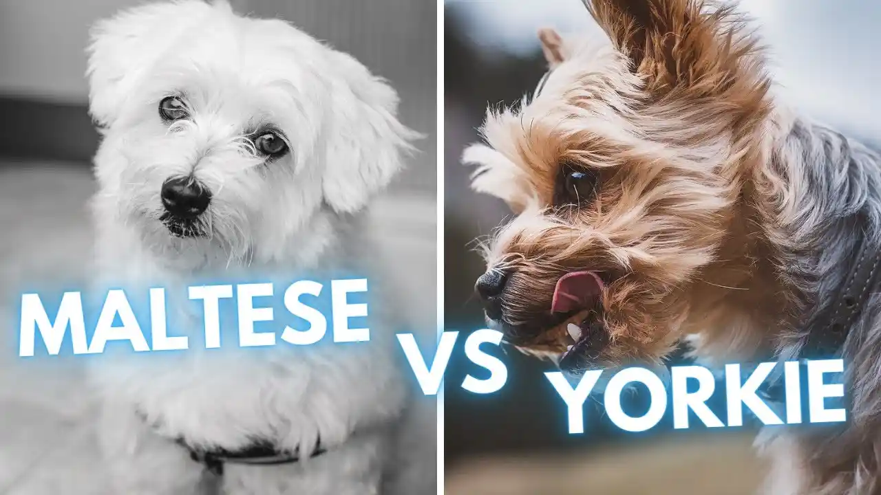 maltese yorkie mix
