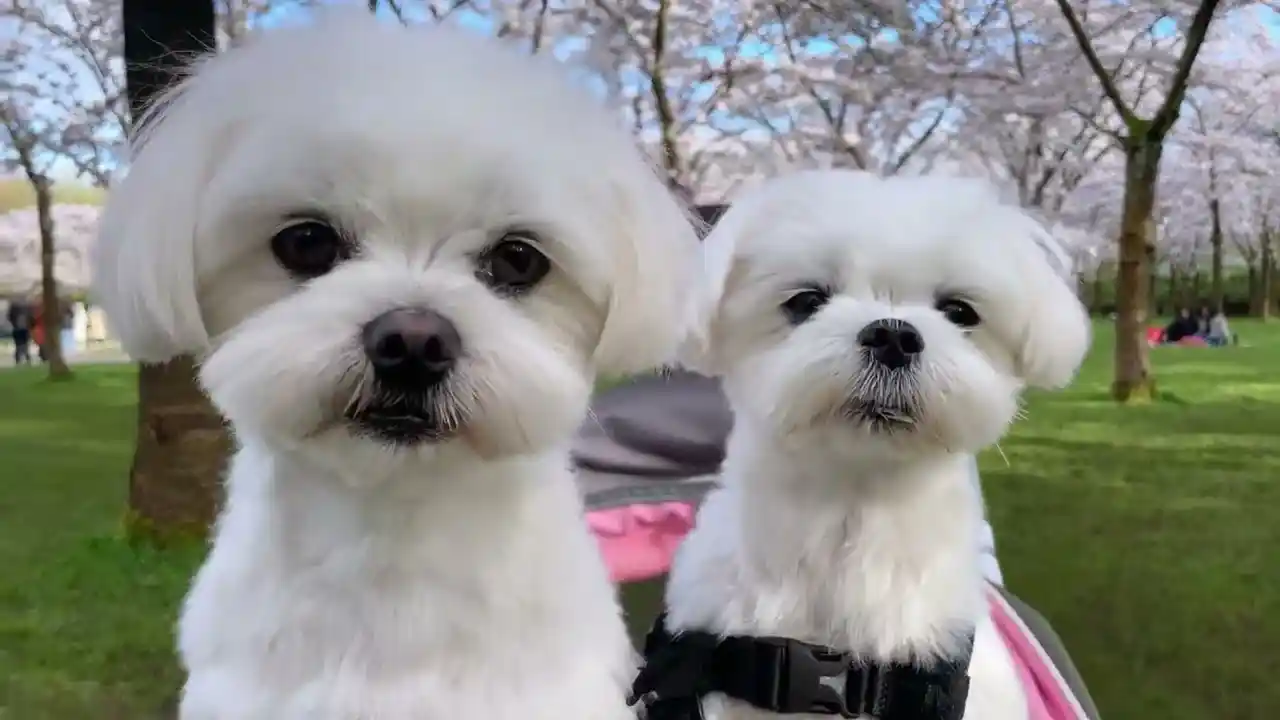 maltese puppies for sale tulsa